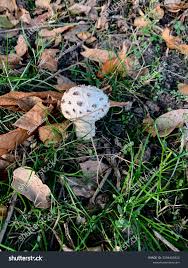 Attēlu rezultāti vaicājumam “Amanita strobiliformis”