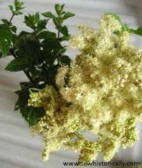 Attēlu rezultāti vaicājumam “Filipendula ulmaria  flower”