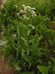 Attēlu rezultāti vaicājumam “Armoracia rusticana”