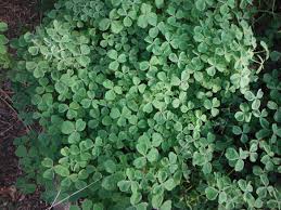 Attēlu rezultāti vaicājumam “Lathyrus tuberosus leaf”