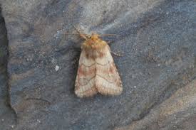 Attēlu rezultāti vaicājumam “Eriopygodes imbecilla”