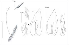 Attēlu rezultāti vaicājumam “Hygrohypnum luridum sporophyte”