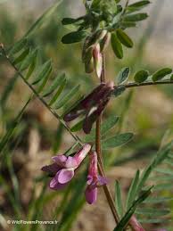 Attēlu rezultāti vaicājumam “Vicia sepium fruit”