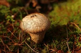 Attēlu rezultāti vaicājumam “Lycoperdon pyriforme sessile”