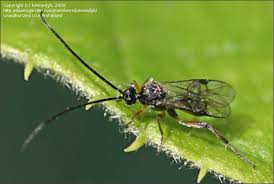 Attēlu rezultāti vaicājumam “Spilosoma sp.”
