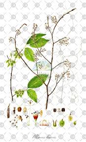 Attēlu rezultāti vaicājumam “Ulmus laevis fruit”