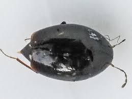 Attēlu rezultāti vaicājumam “Scaphisoma sp.”