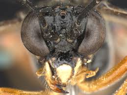 Attēlu rezultāti vaicājumam “Tenthredo campestris female”