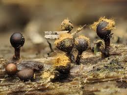 Attēlu rezultāti vaicājumam “Colloderma oculatum macro”