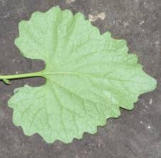 Attēlu rezultāti vaicājumam “Alliaria petiolata leaf”