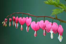 Image result for tränendes Herz