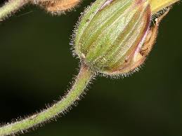 Attēlu rezultāti vaicājumam “Geranium palustre fruit”
