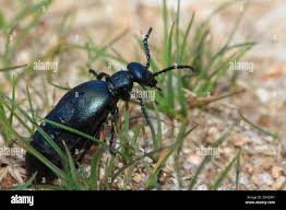 Attēlu rezultāti vaicājumam “Meloe sp.”