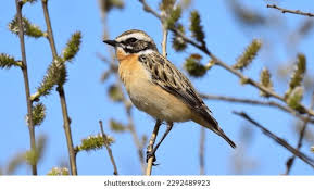 Attēlu rezultāti vaicājumam “Saxicola rubetra adult”