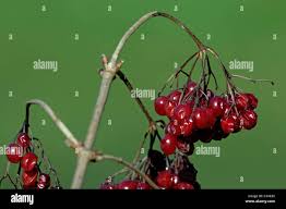 Attēlu rezultāti vaicājumam “Primula farinosa fruit”