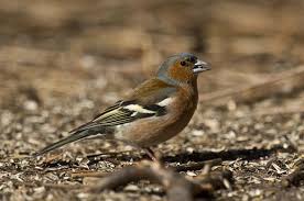 Attēlu rezultāti vaicājumam “Fringilla coelebs”