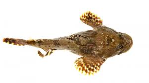 Image result for Myoxocephalus scorpius