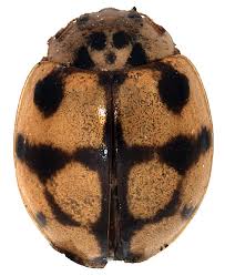 Attēlu rezultāti vaicājumam “Adalia decempunctata”