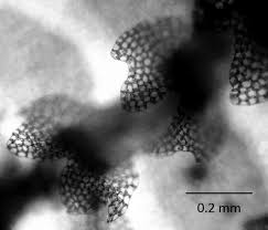 Attēlu rezultāti vaicājumam “Calypogeia suecica”