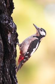 Attēlu rezultāti vaicājumam “Dendrocopos major female”