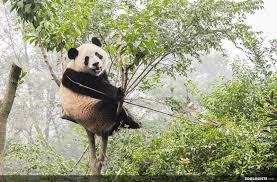 Résultat de recherche d'images pour "pandas"