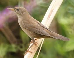 Image result for Locustella luscinioides