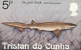 Image result for Hexanchus griseus