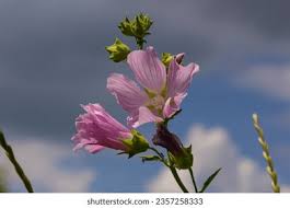 Image result for Malva alcea