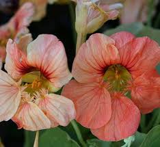 Attēlu rezultāti vaicājumam “Tropaeolaceae”