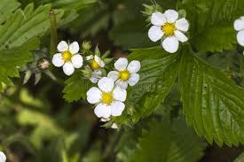 Attēlu rezultāti vaicājumam “Fragaria moschata flower”