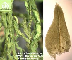 Attēlu rezultāti vaicājumam “Anomodon longifolius”