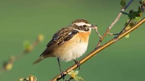 Attēlu rezultāti vaicājumam “Saxicola rubetra adult”