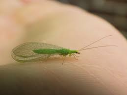 Attēlu rezultāti vaicājumam “Chrysopidae”