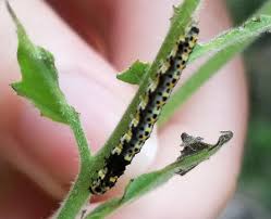 Attēlu rezultāti vaicājumam “Elachistidae”