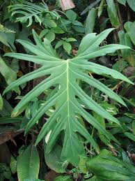 Attēlu rezultāti vaicājumam “Diderma radiatum macro”