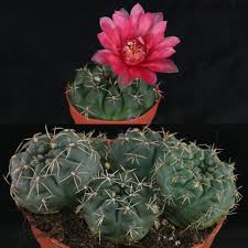 Image result for Gymnocalycium
