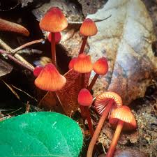 Attēlu rezultāti vaicājumam “Mycena”