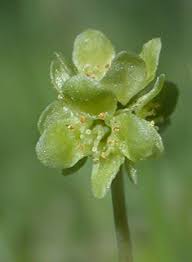 Attēlu rezultāti vaicājumam “Adoxa moschatellina flower”