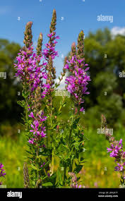 Attēlu rezultāti vaicājumam “Lythraceae”