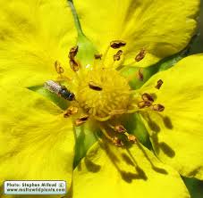Attēlu rezultāti vaicājumam “Potentilla reptans bud”