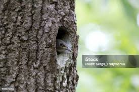 Attēlu rezultāti vaicājumam “Sitta europaea nest”