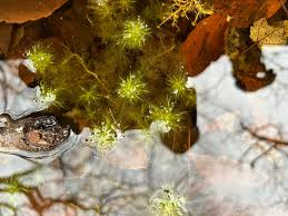 Attēlu rezultāti vaicājumam “Sphagnum cuspidatum”