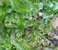 Attēlu rezultāti vaicājumam “Lepidozia reptans”