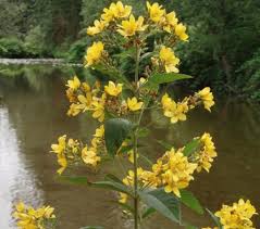 Attēlu rezultāti vaicājumam “Lysimachia vulgaris”
