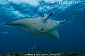 Image result for Mobula alfredi