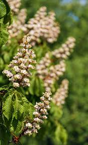 Attēlu rezultāti vaicājumam “Aesculus hippocastanum flower”