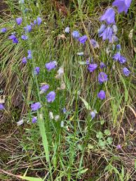 Attēlu rezultāti vaicājumam “Campanula rotundifolia”