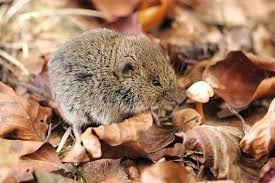 Attēlu rezultāti vaicājumam “Myodes glareolus”