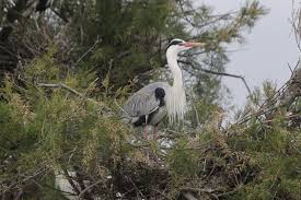 Attēlu rezultāti vaicājumam “Ardea cinerea adult”