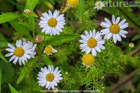 Attēlu rezultāti vaicājumam “Matricaria chamomilla flower”